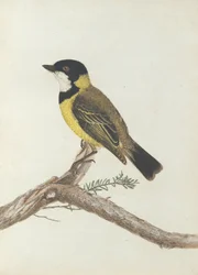 Schwarzkrontdrossel. Lewin, John. Vögel von New South Wales mit ihrer Naturgeschichte. Sydney: G. Howe...